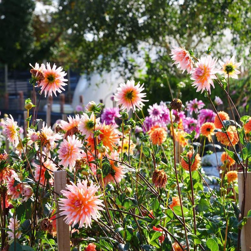 DTB Dahlias collection banner.jpg