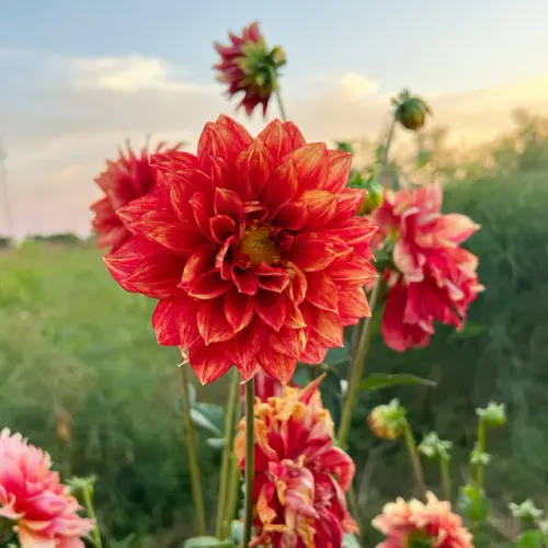 talldahlia2.webp