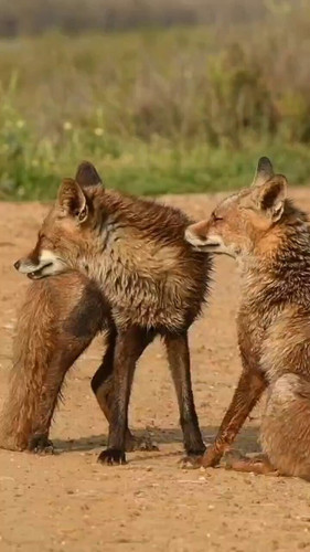 kW3 mZba9100rtvi.jpg