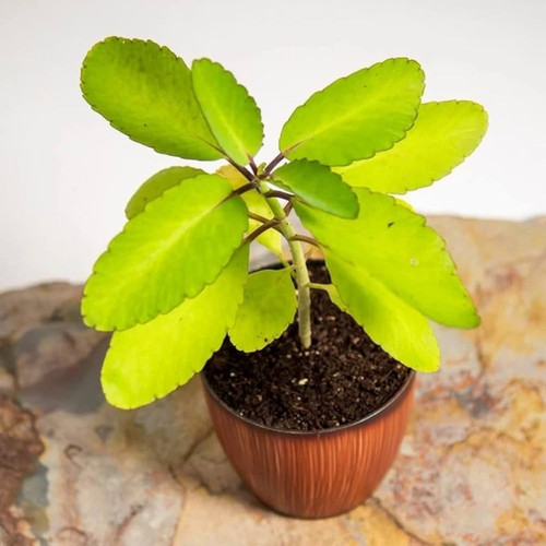 51vNIiFfXfL. AC UF1000,1000 QL80.jpg