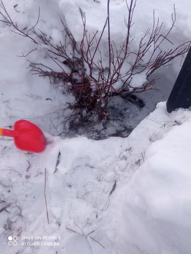 IMG 20260215 164644.jpg