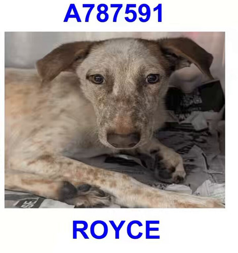 gafGaR GeJvbUiVD.jpg