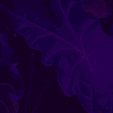 1000018465.gif