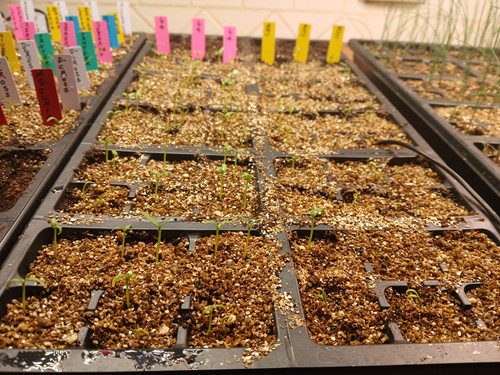 PEPPER SEEDLING TRAY 1.jpg