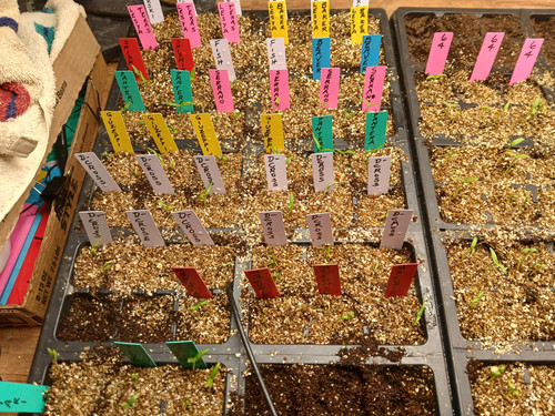 PEPPER SEEDLING TRAY 2.jpg