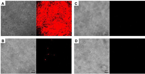 G yP6uqboAAm4NM?format=jpg.jpg