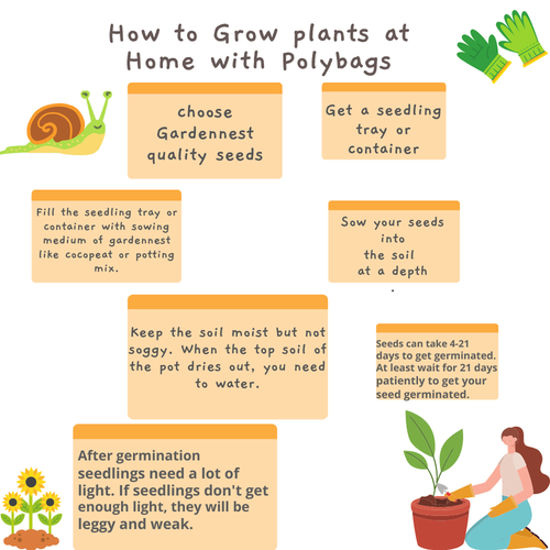 How to Grow plants at Home with Polybags.png