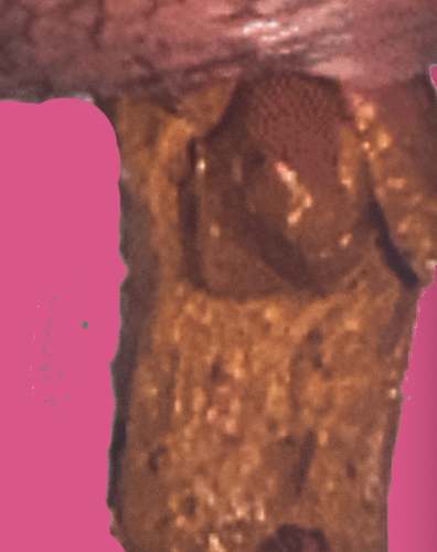 GalaxyAnimalsCollection.png