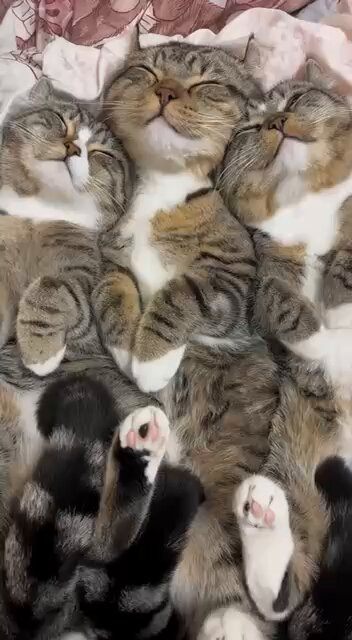 2jWzoY8 GF11XyaH.jpg