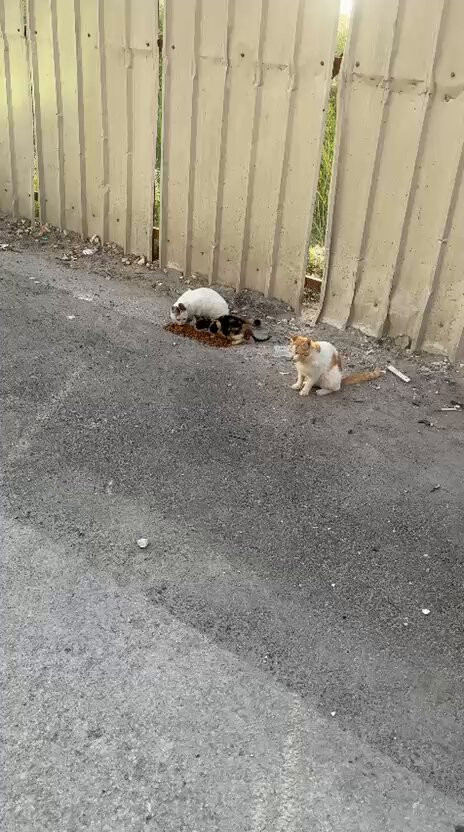 YF0CCcoyXOrsw hq.jpg