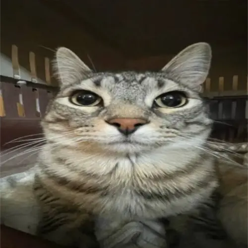 cat.webp