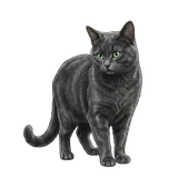 ฟีโอน่า