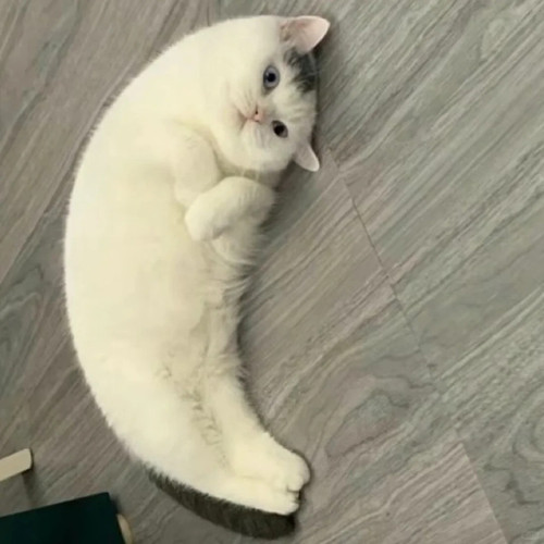 娜娜泡泡新头像是月亮小猫 1 请笑Na 来自小红书网页版.jpg