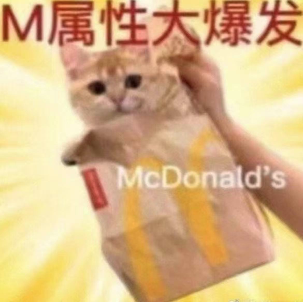 一张猫表情包