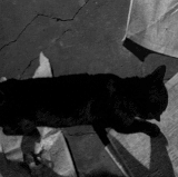 2CC4F11C CA27 41F8 A602 26CAD8315278.gif