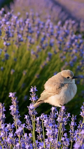 TwTtptrjC2 53d0L.jpg