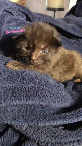 LJjM6cARxM yeb89.jpg