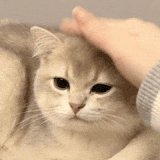 IMG 1856.gif