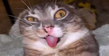 Screenshot 2026 02 16 040147.png