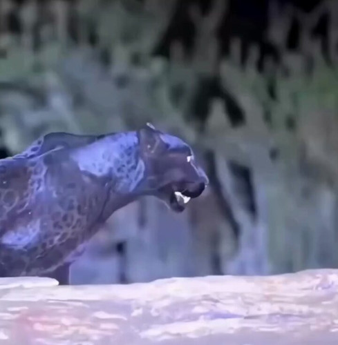 Zwlhhd5NlgVZ8uBY.1