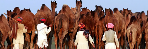 Pushkar Camel Fair in Rajasthan.png