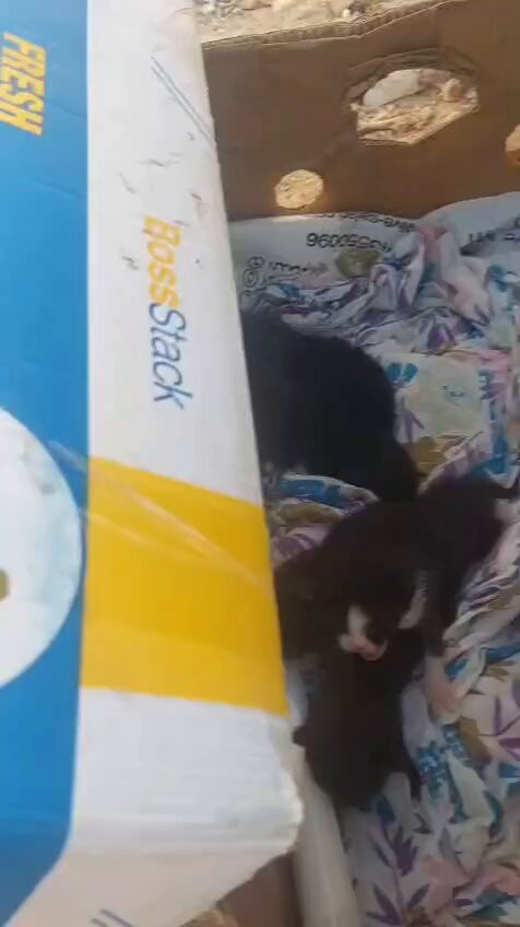 dsuOiARFrss0 xfn.jpg