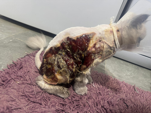 20587412 0914 4572 bf2e eea08ade1008.jpg