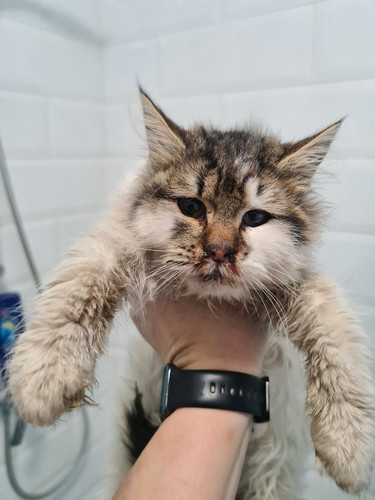 G6b3aDpX0AIP7 R?format=jpg.jpg