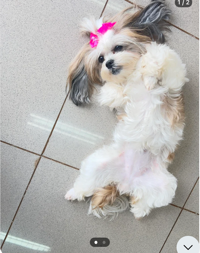 00da162c 1ff8 4c78 9665 877f25ec1e98 ReverseSearchImage.png