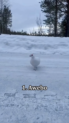 hI2y5s Bmqx IyNW.jpg