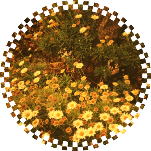 daisypfp.png