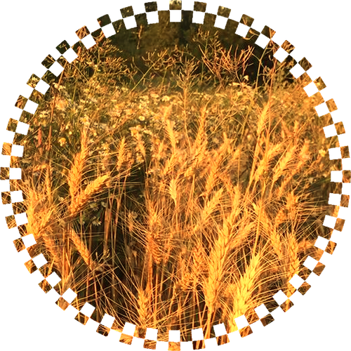 wheatpfp.png