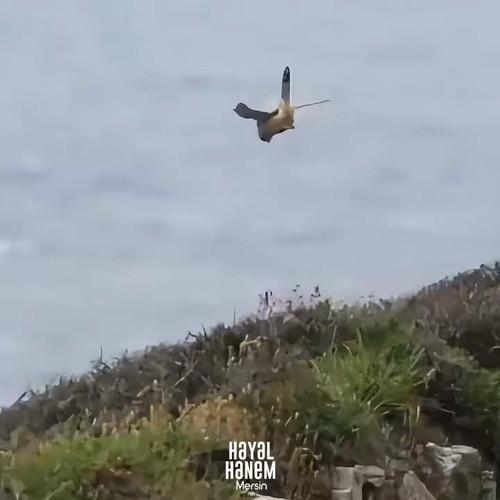 h3UnFrvkk XALKHu.jpg