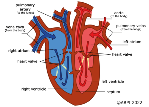 heart inner structure.png