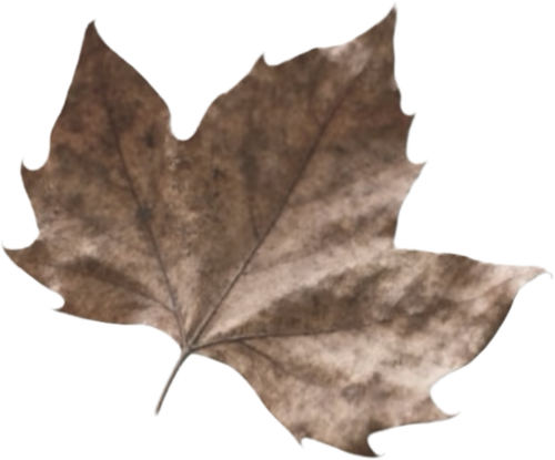 IMG 20260224 040634.png