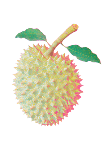 durian 1.png