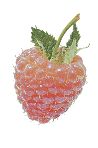 raspberry 1.png