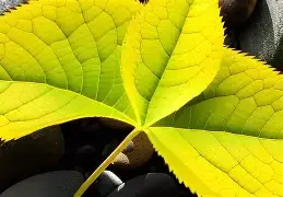 13938 baixados.webp