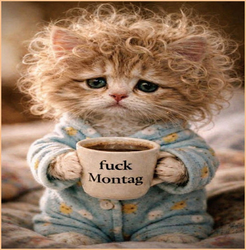 Katze Montag.jpg