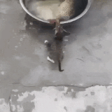 daily gifdump 3455 28.gif