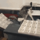 daily gifdump 3454 30.gif