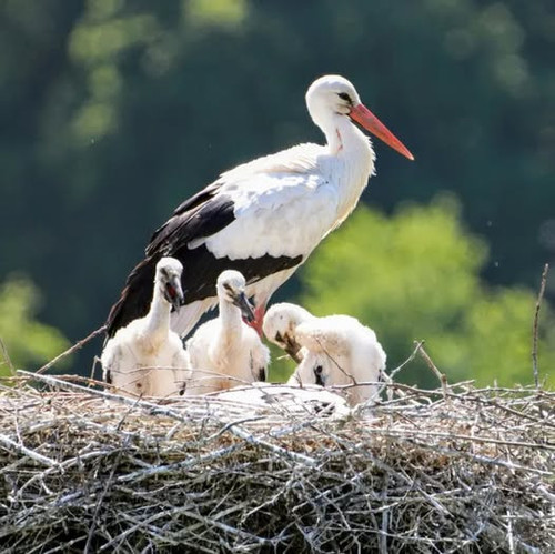 641418061 1233979818852957 4263199281147409030 n.jpg?stp=dst jpg p526x296 tt6& nc cat=111&ccb=1 7& n.jpg