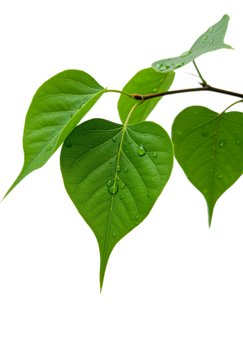 3eeba68acbc6.png