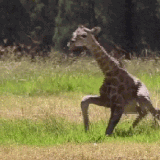 giphy downsized large.gif