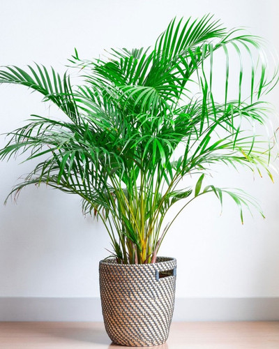 perennial yes no areca home gard.jpg
