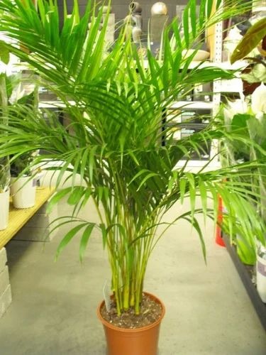 areca plant 500x500.jpg