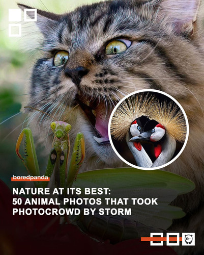 award winning animal photo.jpg