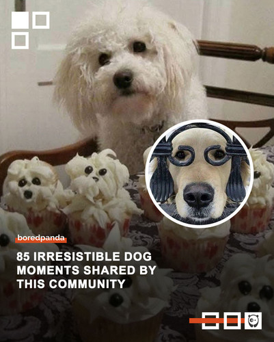 funny pictures dogs.jpg