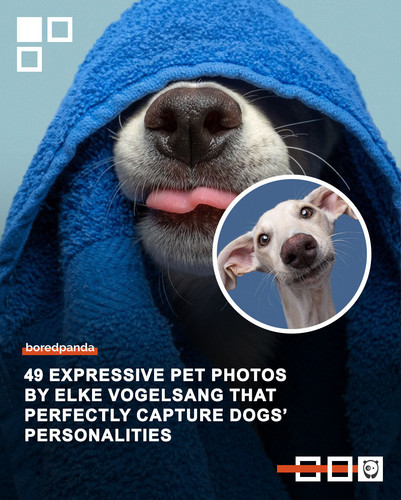beautiful dog portraits.jpg