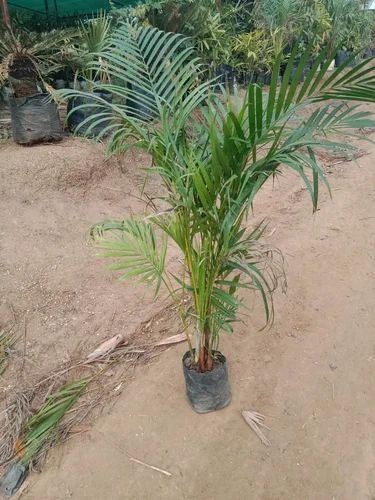 product jpeg 500x500.jpg